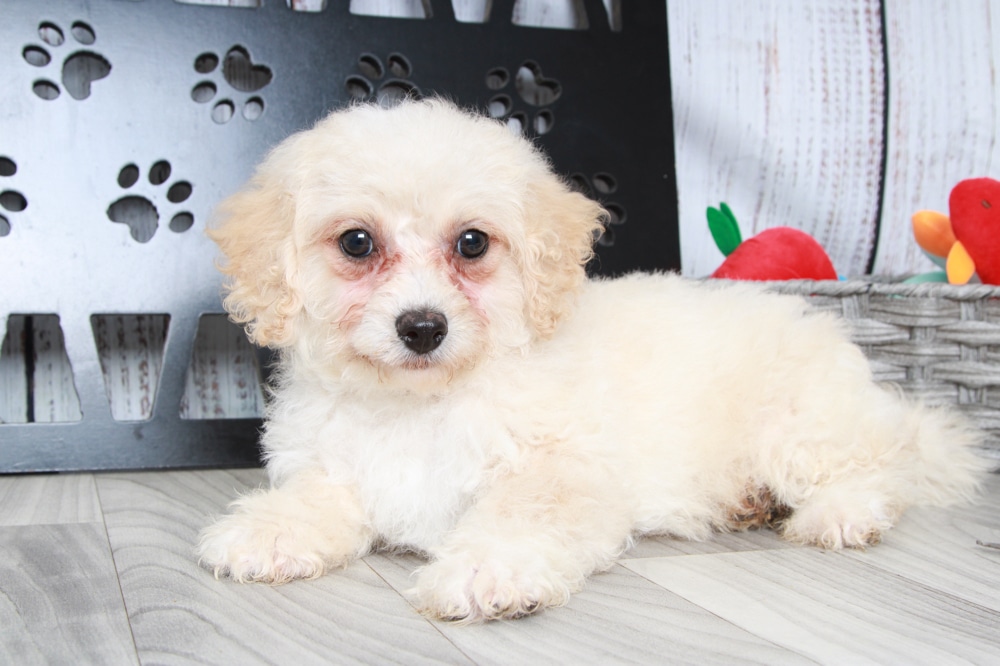 Brittany - Beautiful Cream Female Mini Bernadoodle Puppy