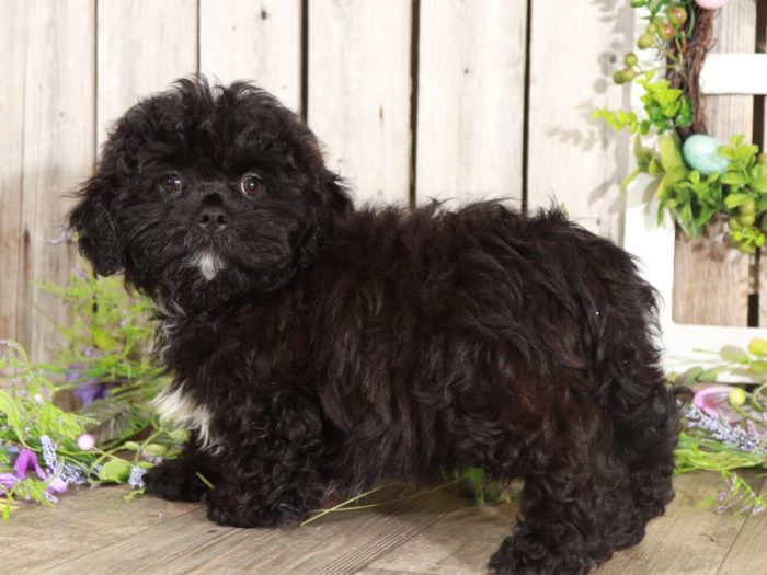Brock- Special Teddy Bear - Image 4