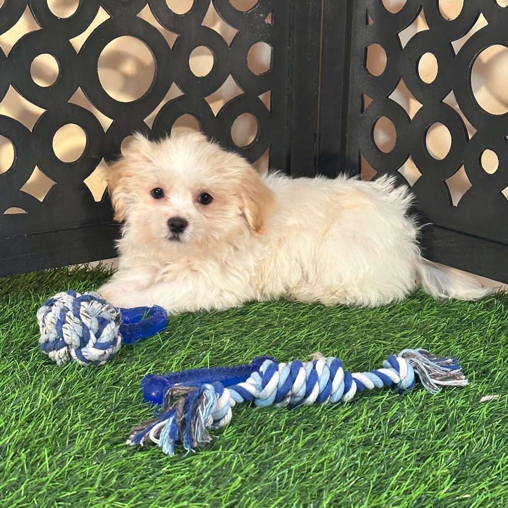Bronson-Handsome Male Havanese Puppy - Image 2