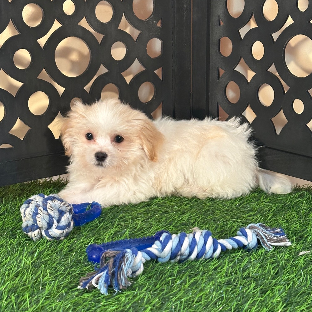 Bronson-Handsome Male Havanese Puppy - Image 3