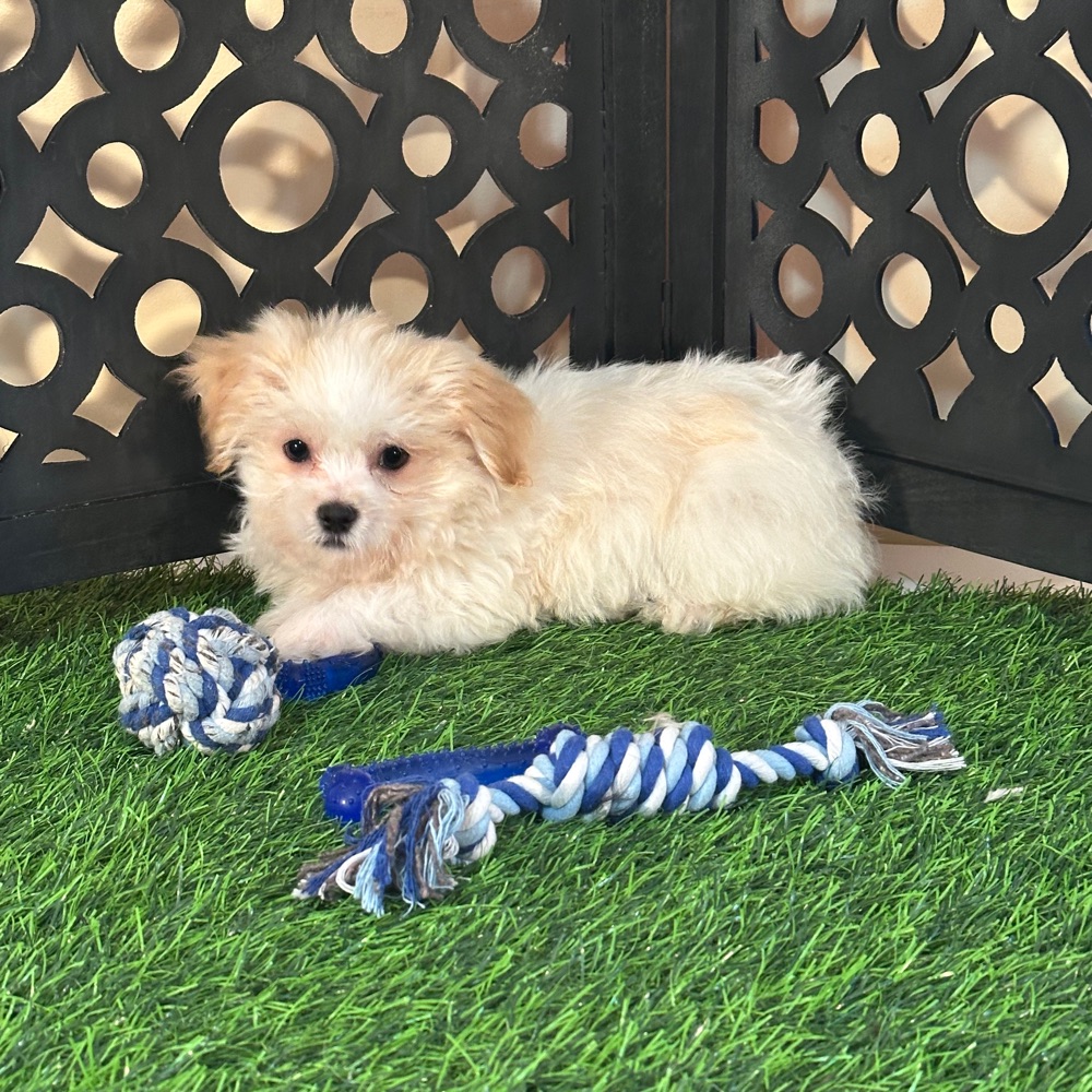 Bronson-Handsome Male Havanese Puppy - Image 4