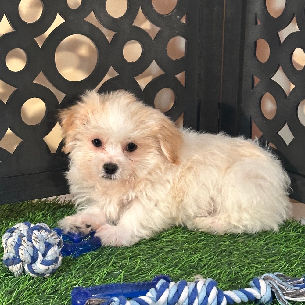 Bronson-Handsome Male Havanese Puppy