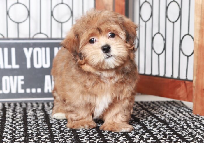 Bronson- Dapper Little Chocolate Male Teddy Bear Puppy