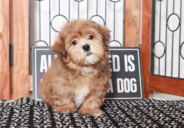 Bronson- Dapper Little Chocolate Male Teddy Bear Puppy - Image 3