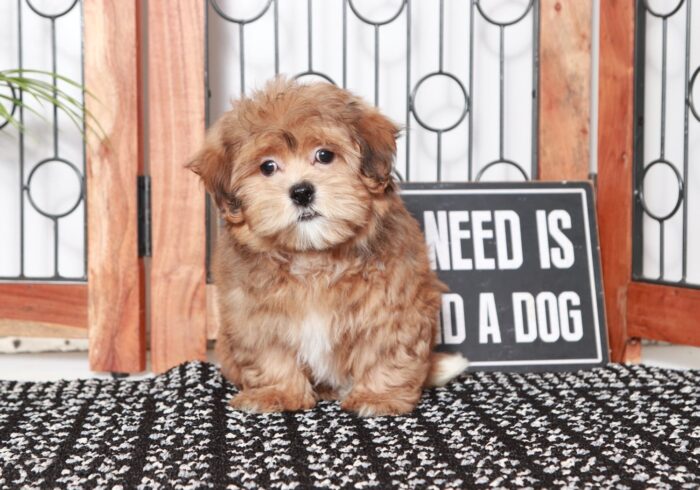 Bronson- Dapper Little Chocolate Male Teddy Bear Puppy - Image 4