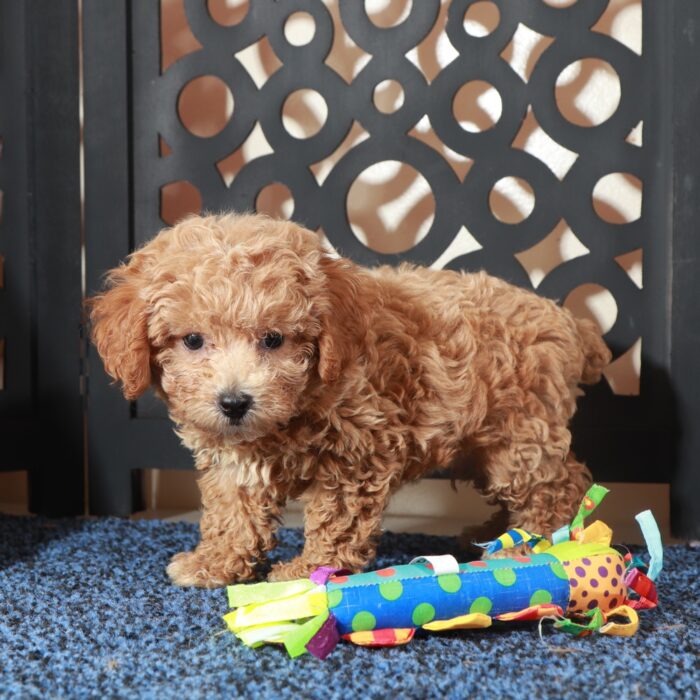 Bruce- Handsome F1B Poochon Puppy - Image 2