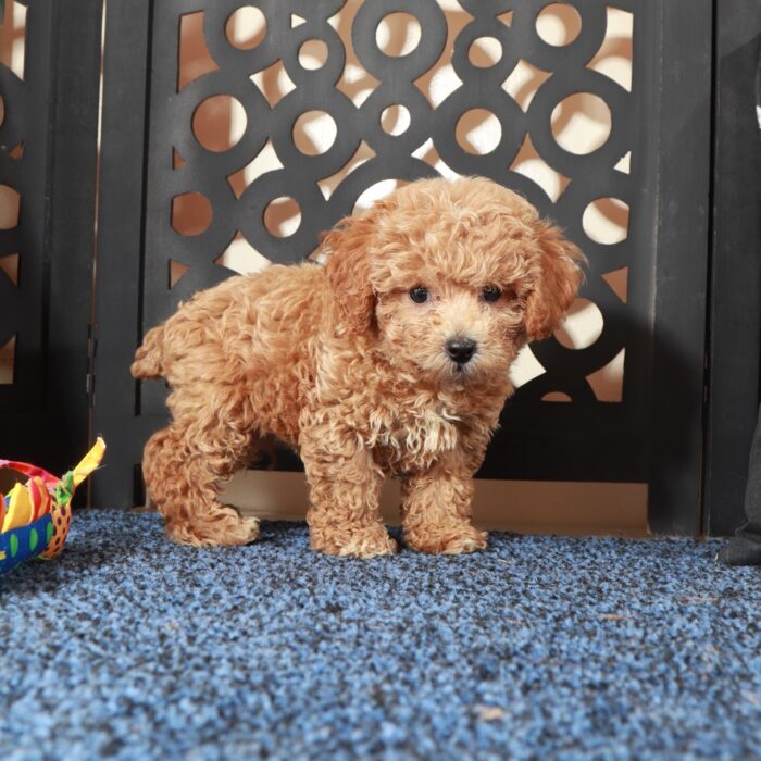 Bruce- Handsome F1B Poochon Puppy - Image 3