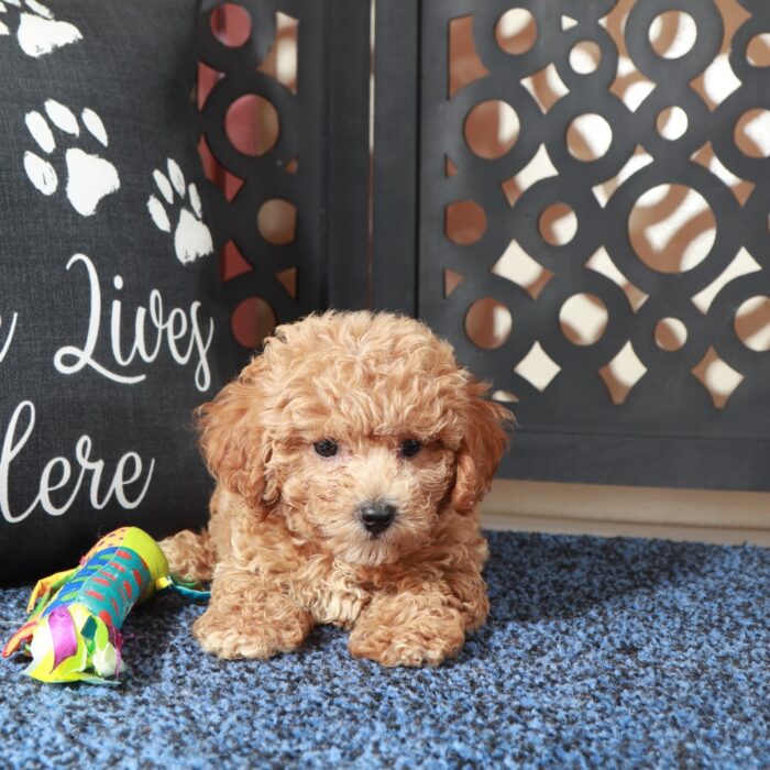 Bruce- Handsome F1B Poochon Puppy - Image 5