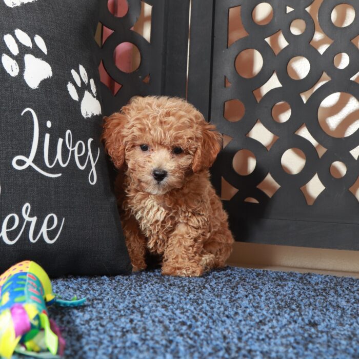 Bruce- Handsome F1B Poochon Puppy - Image 6