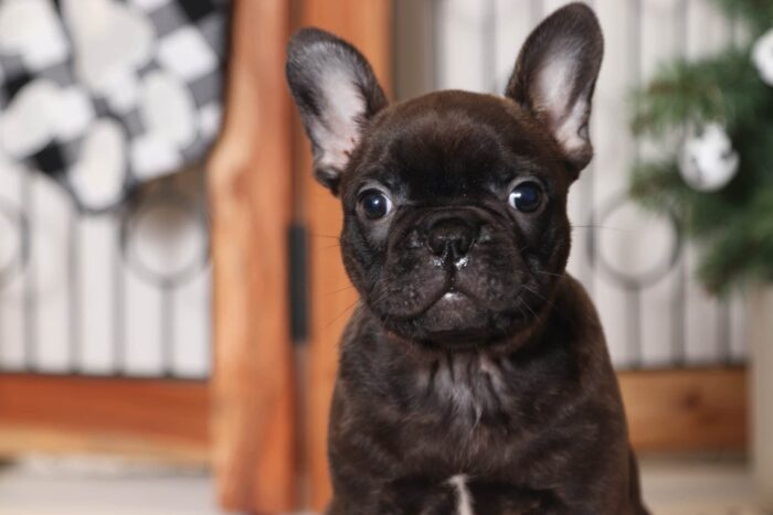 Bruiser- Perfect Male Brindle Frenchton Puppy - Image 2