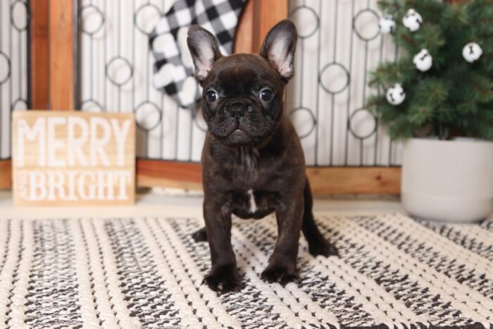 Bruiser- Perfect Male Brindle Frenchton Puppy - Image 3