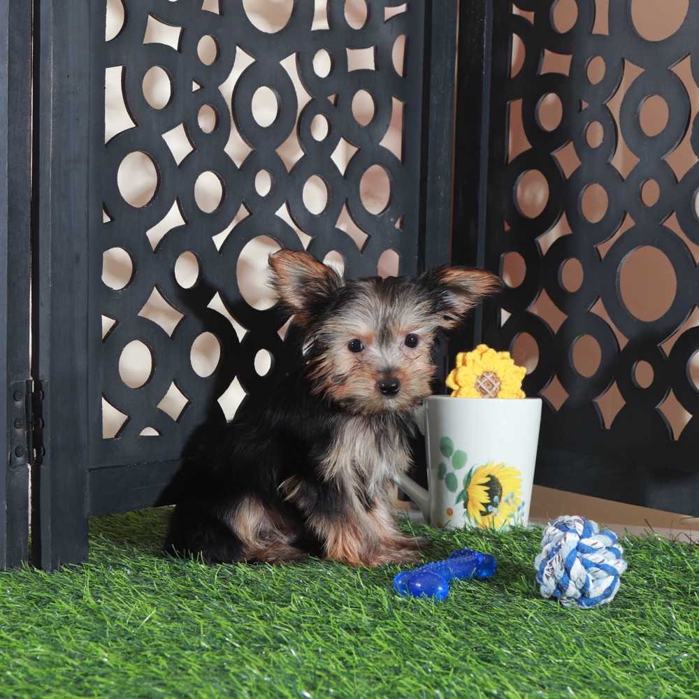 Brutus- Adorable ACA Teacup Yorkie - Image 2