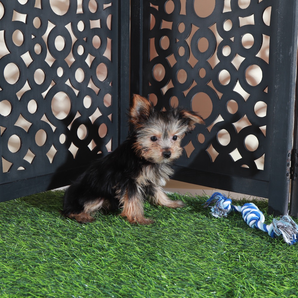Brutus- Adorable ACA Teacup Yorkie - Image 3