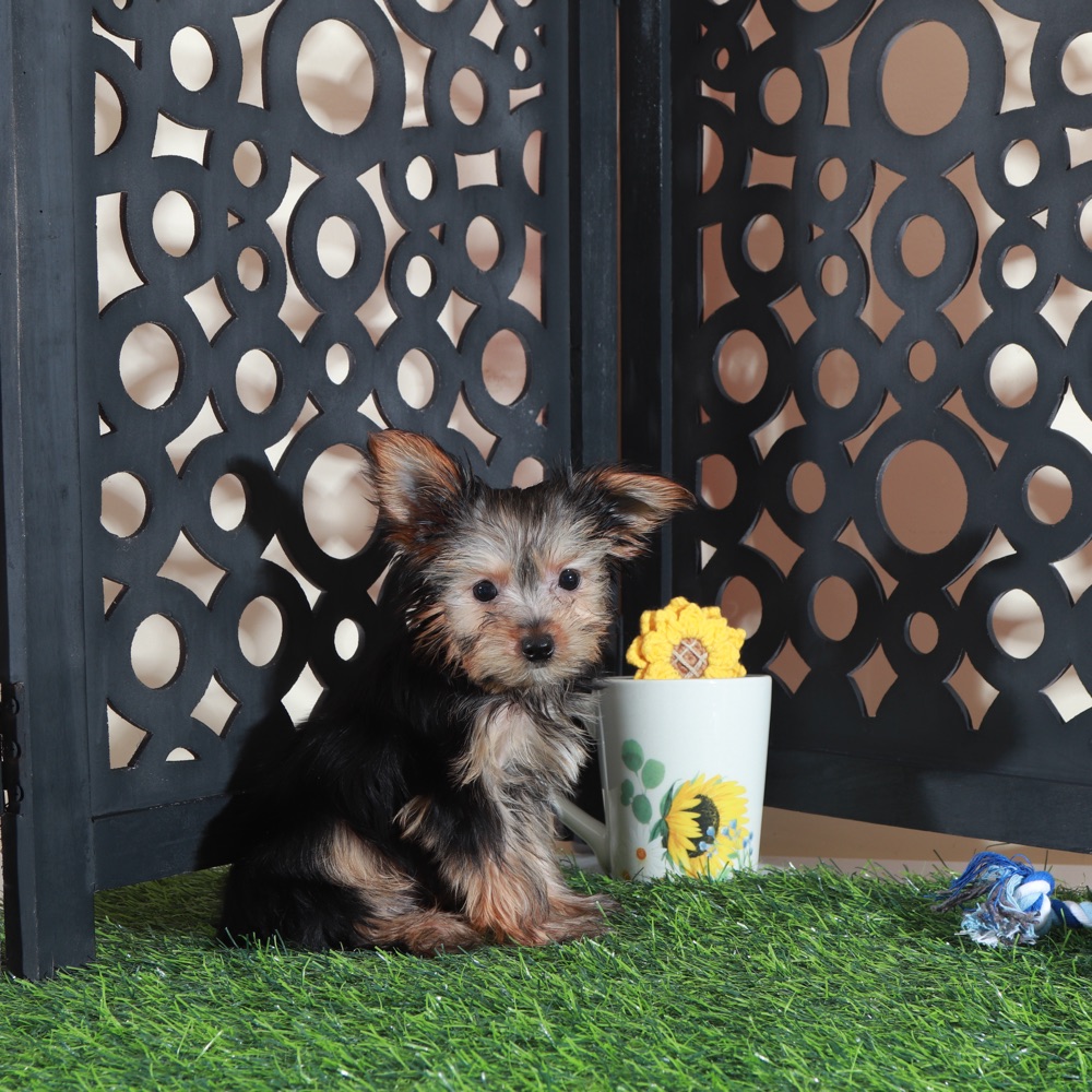 Brutus- Adorable ACA Teacup Yorkie