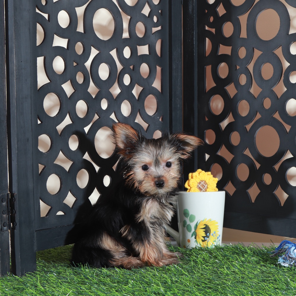 Brutus- Adorable ACA Teacup Yorkie - Image 5