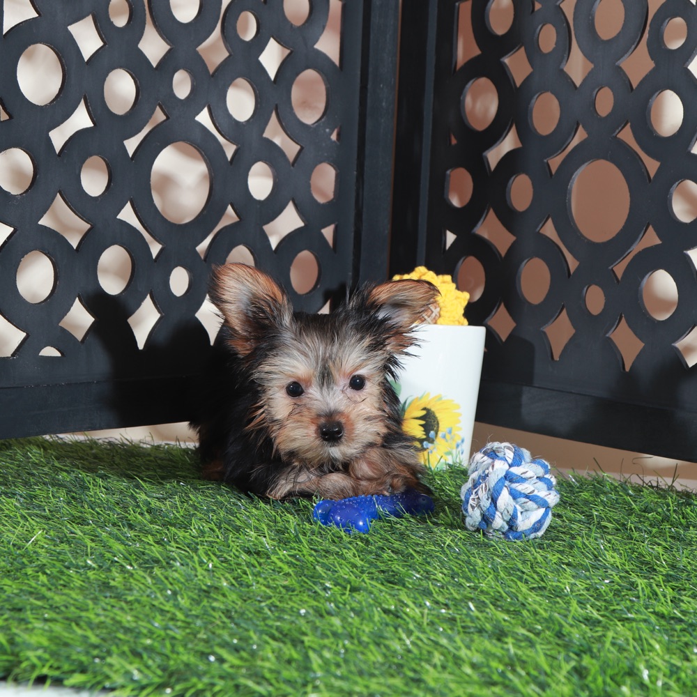 Brutus- Adorable ACA Teacup Yorkie - Image 6