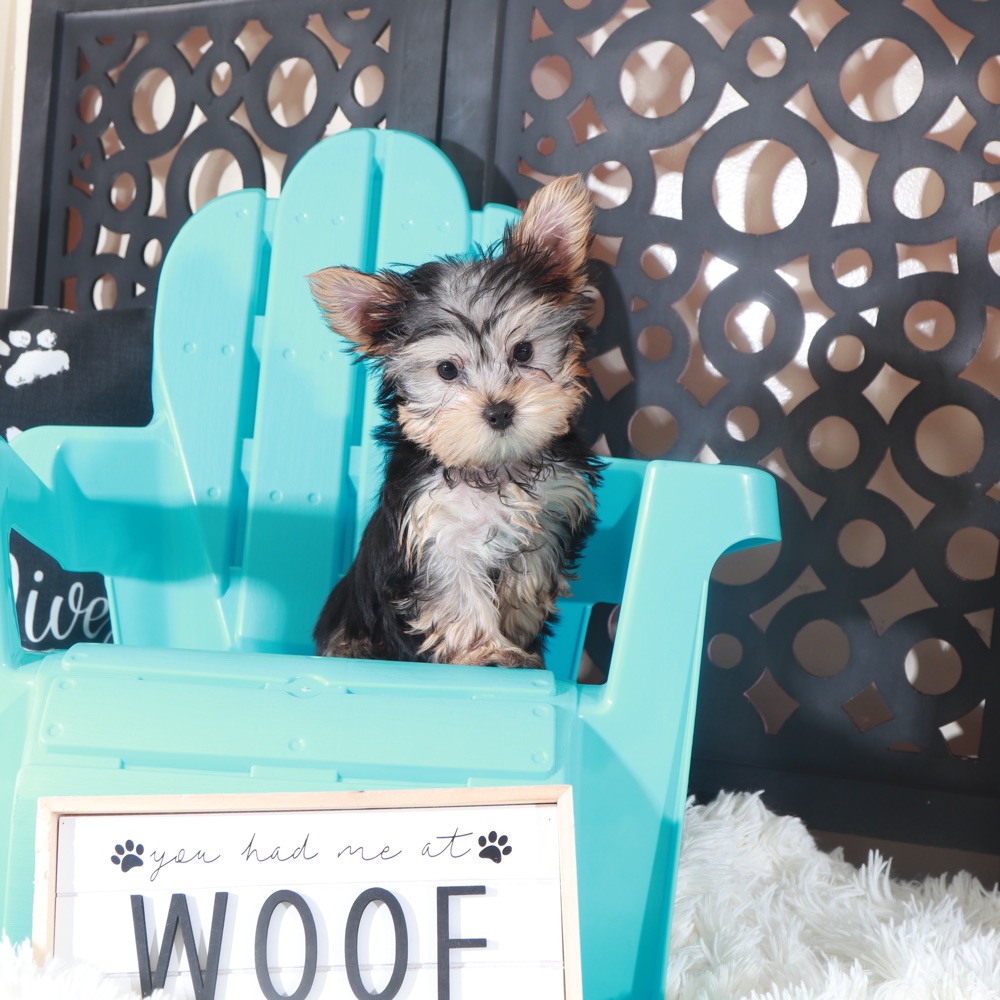 Buckeye-Playful Male Teacup Yorkie