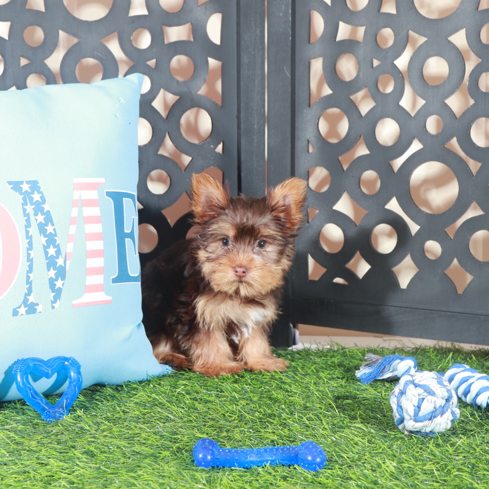 Buckeye -Sweet ACA Chocolate Teacup Yorkie - Image 2
