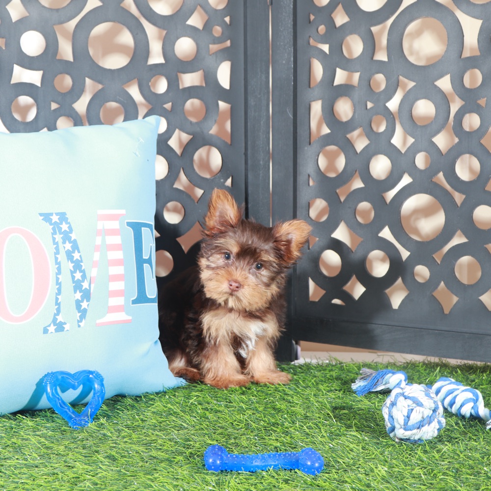 Buckeye -Sweet ACA Chocolate Teacup Yorkie - Image 3