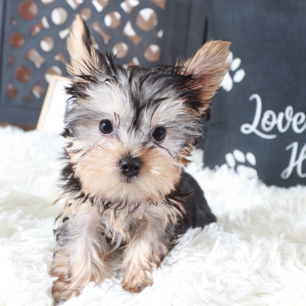 Buckeye-Playful Male Teacup Yorkie - Image 3