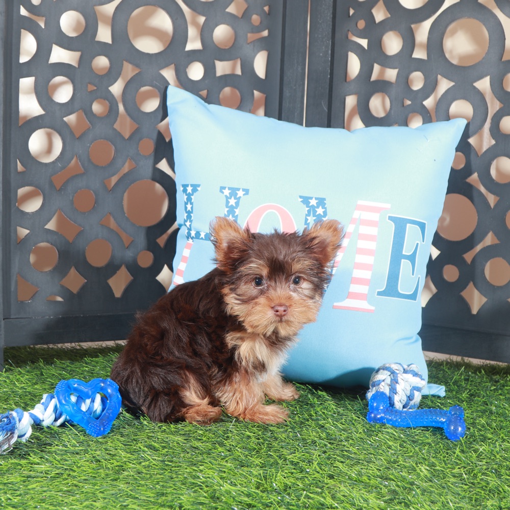 Buckeye -Sweet ACA Chocolate Teacup Yorkie