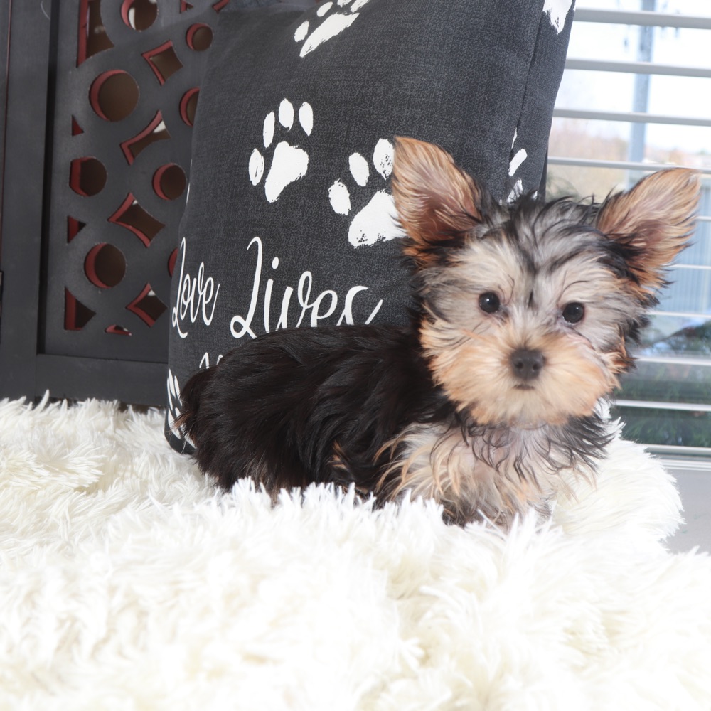 Buckeye-Playful Male Teacup Yorkie - Image 4