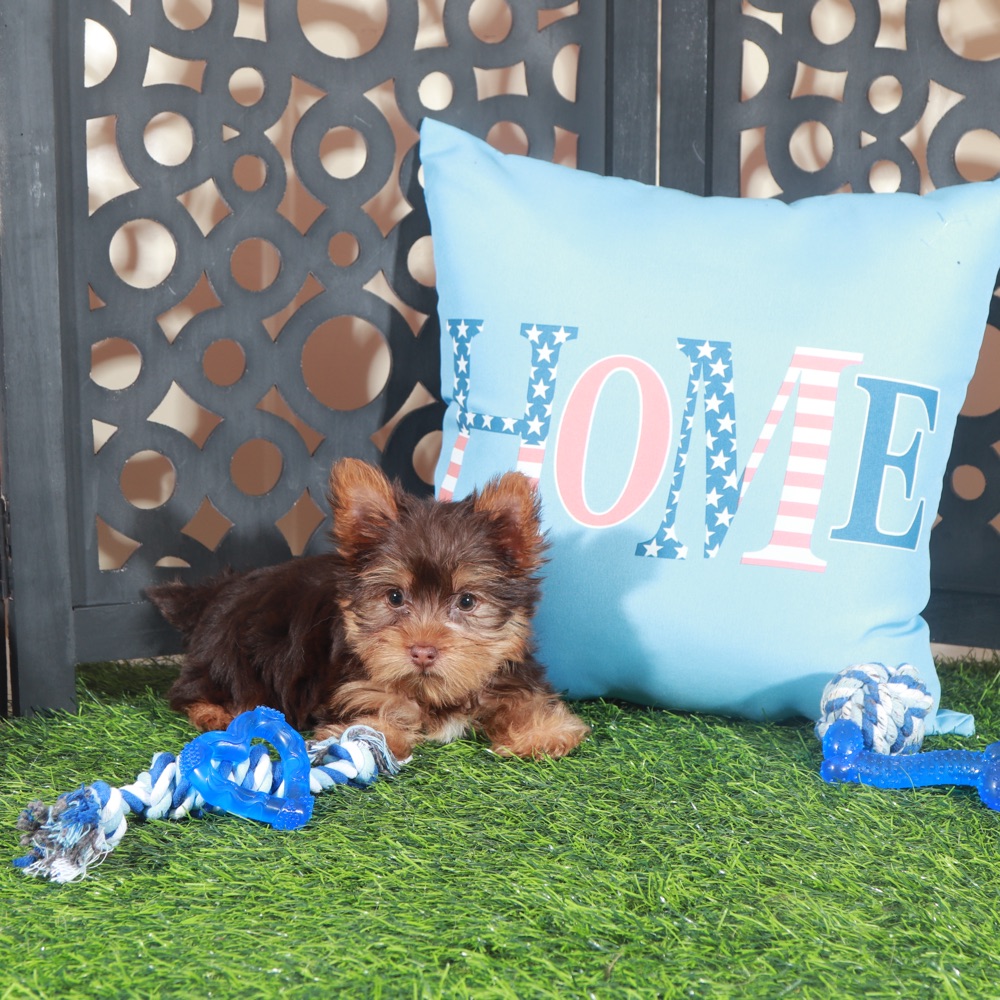 Buckeye -Sweet ACA Chocolate Teacup Yorkie - Image 5