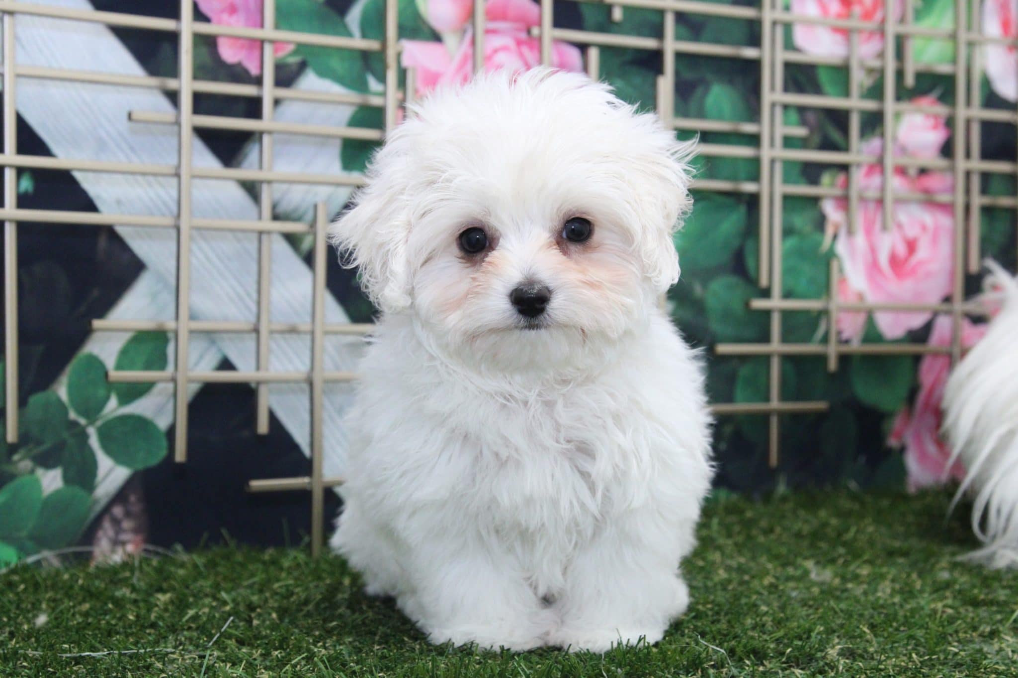 Mason - Rockin little Cavapoo - Image 2