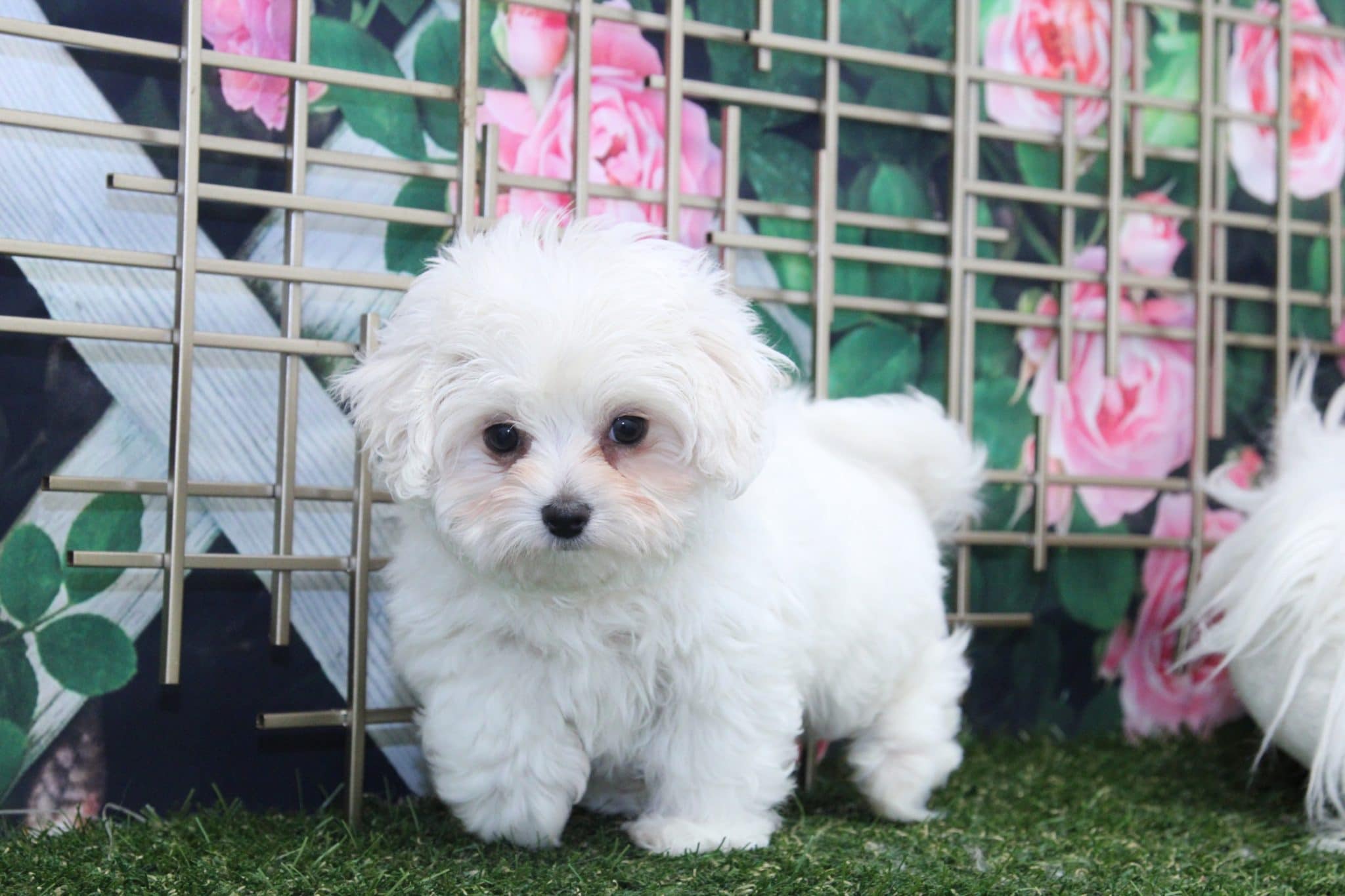 Mason - Rockin little Cavapoo - Image 3