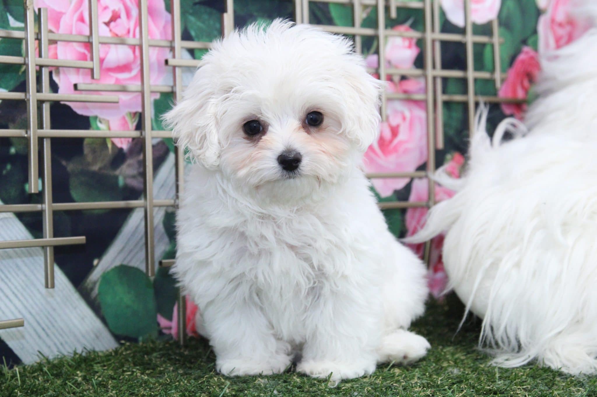 Mason - Rockin little Cavapoo