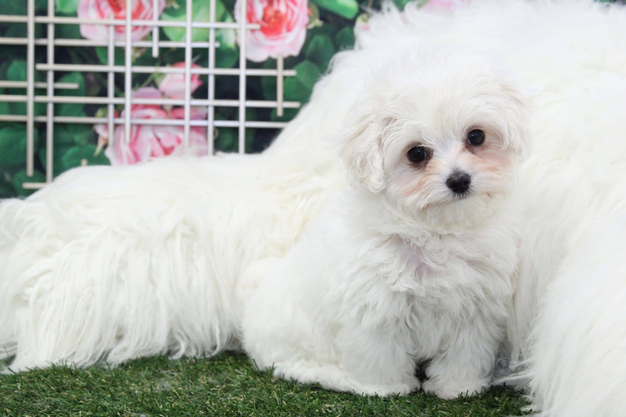 Mason - Rockin little Cavapoo - Image 5