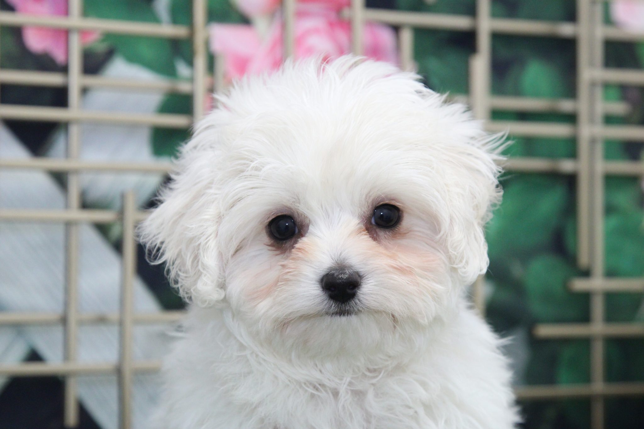 Mason - Rockin little Cavapoo - Image 6