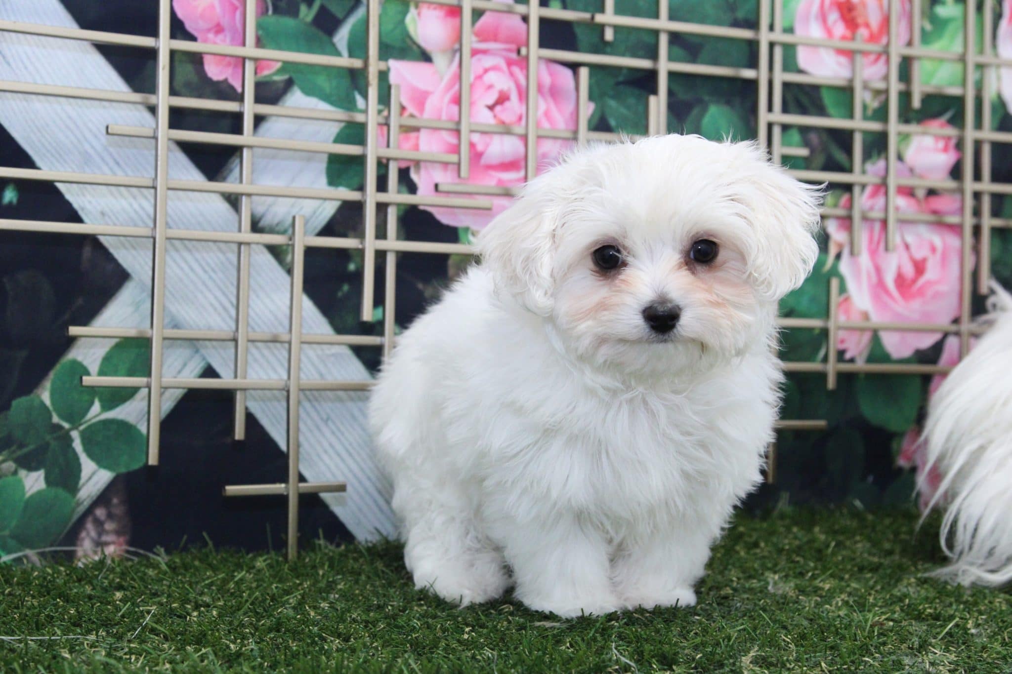 Mason - Rockin little Cavapoo - Image 7