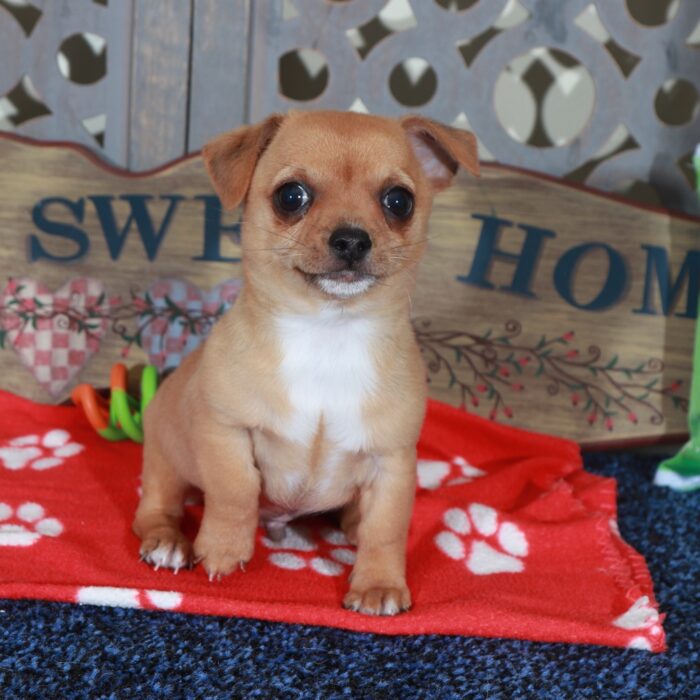 Buddy Fiesty Toy  Chihuahua - Image 3