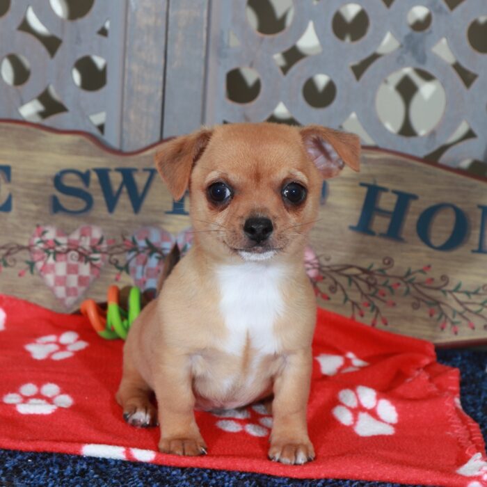 Buddy Fiesty Toy  Chihuahua - Image 4