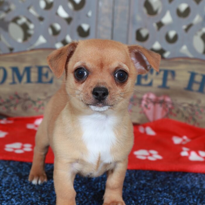 Buddy Fiesty Toy  Chihuahua - Image 5