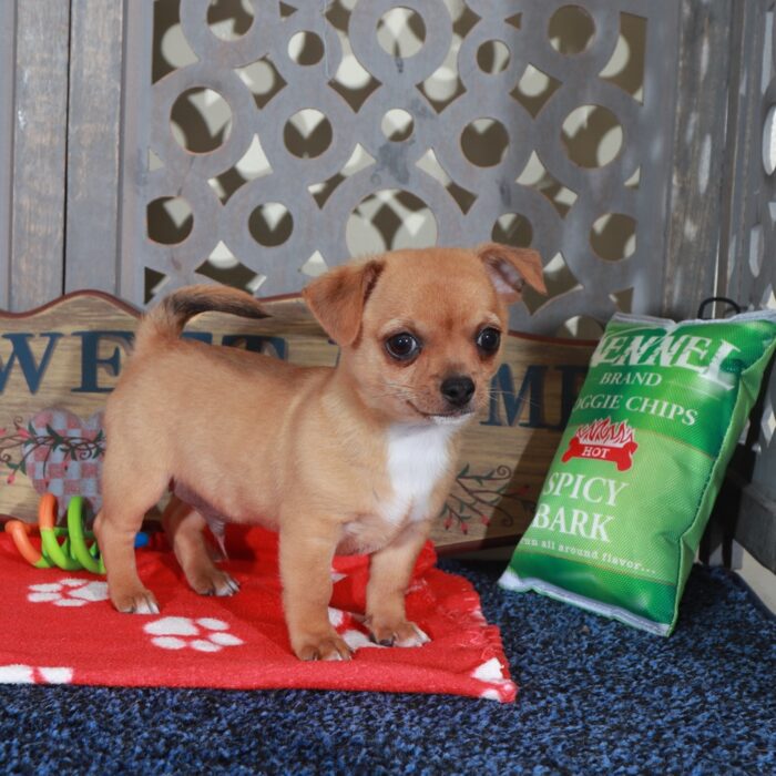 Buddy Fiesty Toy  Chihuahua - Image 6