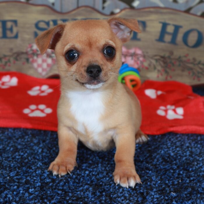 Buddy Fiesty Toy  Chihuahua