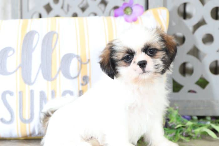 Buddy - Cuddly Shih Tzu