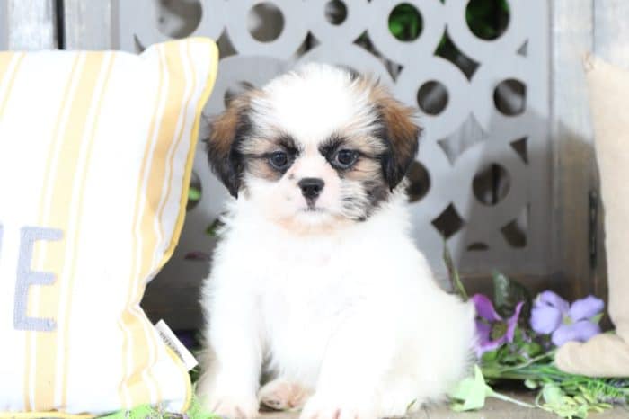 Buddy - Cuddly Shih Tzu - Image 2