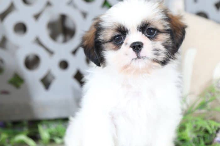 Buddy - Cuddly Shih Tzu - Image 3