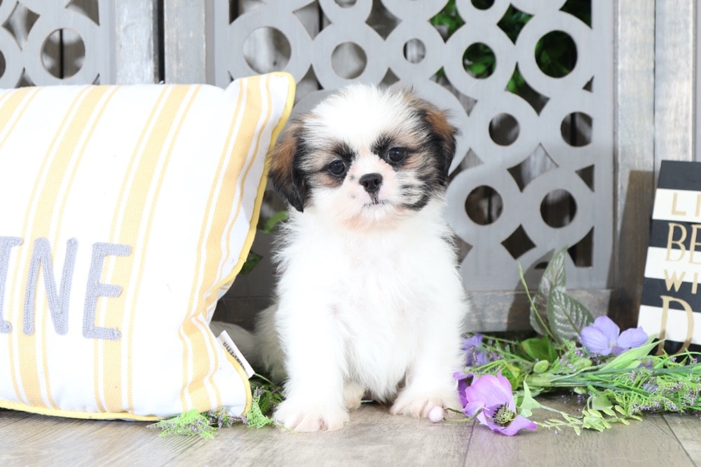shih tzu cuddly toy uk