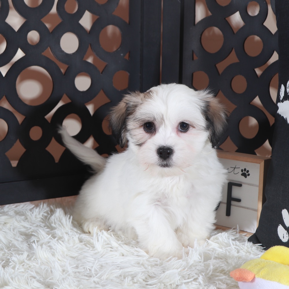 Bugsy- Bouncing Teddy Bear Puppy