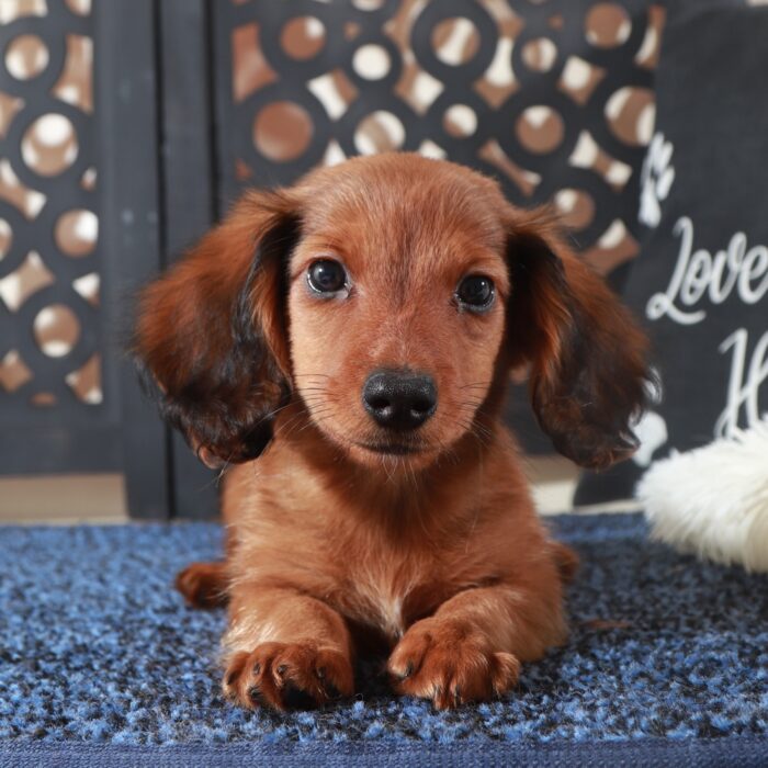 Bugsy-Adorable LH Wild Boar Dachshund - Image 2