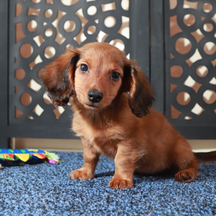 Bugsy-Adorable LH Wild Boar Dachshund - Image 3