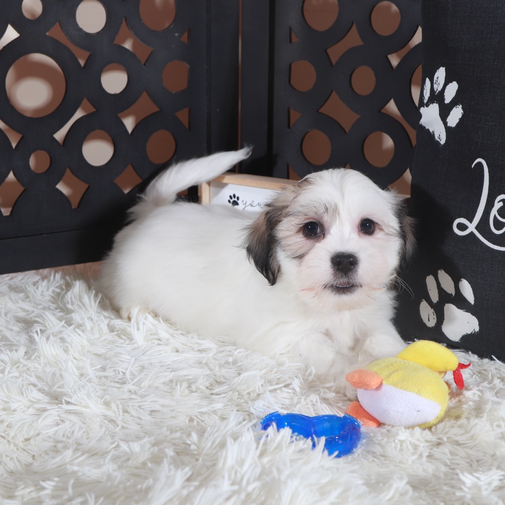 Bugsy- Bouncing Teddy Bear Puppy - Image 3