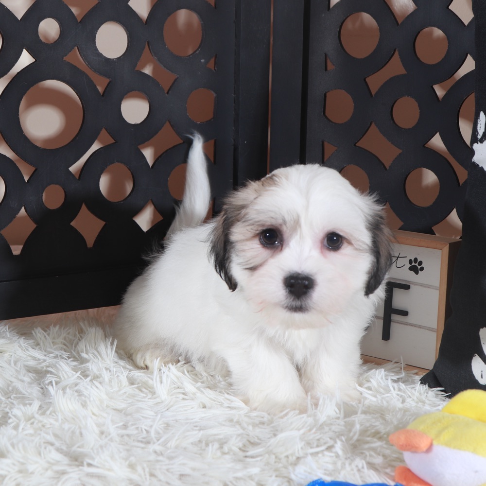 Bugsy- Bouncing Teddy Bear Puppy - Image 4