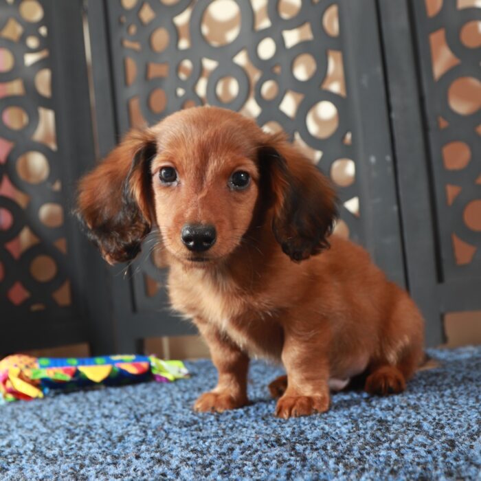 Bugsy-Adorable LH Wild Boar Dachshund - Image 5