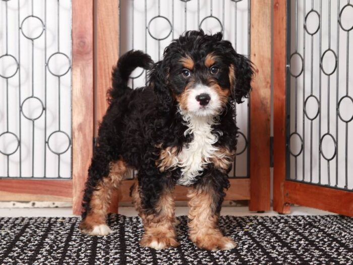 Buster - Friendly Male Tri-Colored Mini Bernedoodle - Image 3