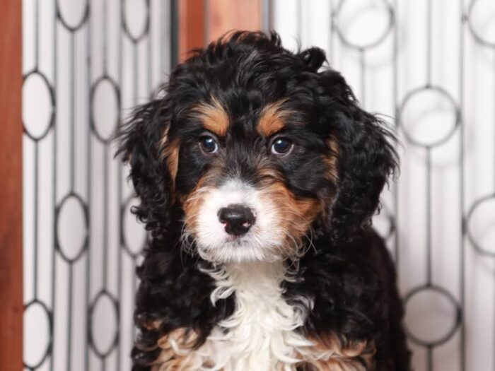 Buster - Friendly Male Tri-Colored Mini Bernedoodle - Image 4